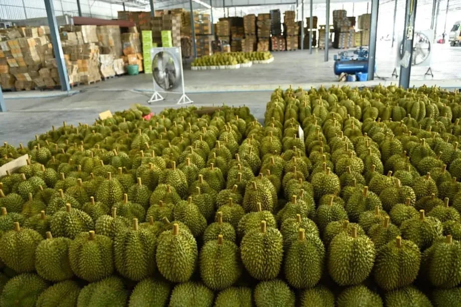 Humaharap sa Perpektong Bagyo ang Industriya ng Durian sa Thailand Habang Sumasabay ang Rekord na Ani sa Matinding Kakulangan sa Manggagawa