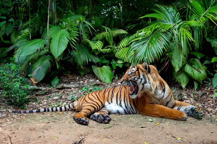 Nagbibigay ng Huling Pag-asa sa mga Malayan Tiger ang Royal Reserve ng Crown Prince