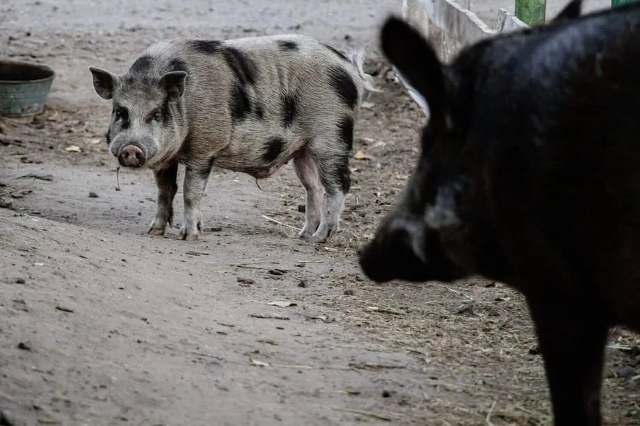 Ibinubunyag ng mga Hybrid na Baboy-ramo ng Fukushima ang Di-inaasahang Mabilis na Landas ng Pagbabagong Henetiko