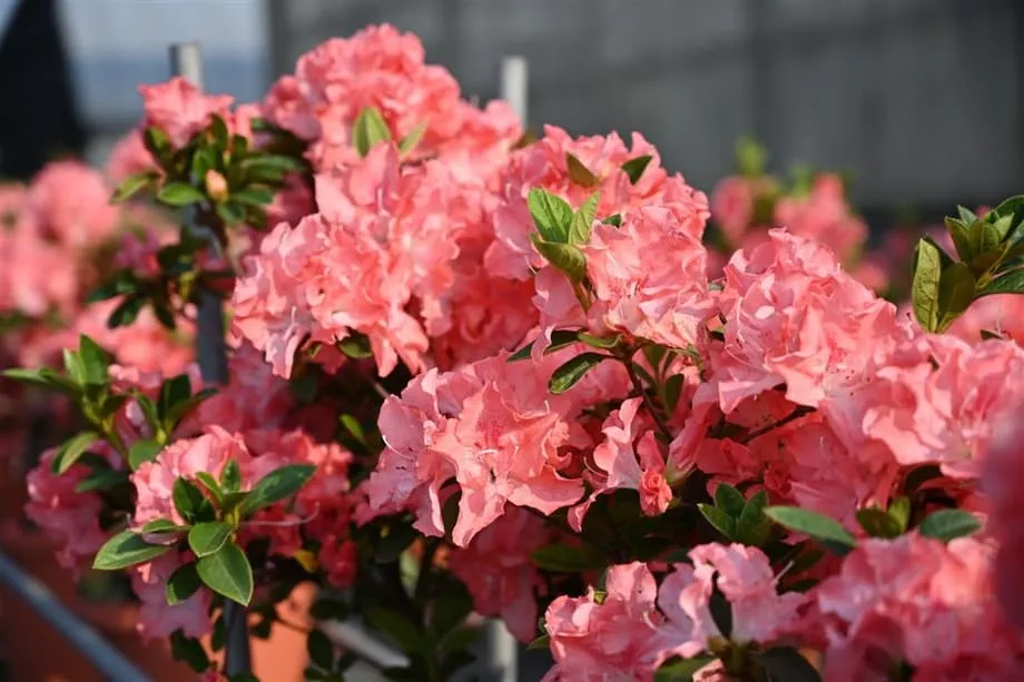 Naghahanda ang Taipei para sa Makukulay na Pagsalubong sa Tagsibol sa Pagbubukas ng 2026 Azalea Festival, Tampok ang 200,000 Bulaklak