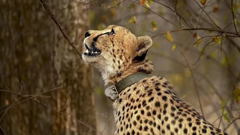Proyektong Cheetah sa Kritikal na Yugto: Ipinanawagan ng mga Siyentista ang Pagtigil sa Pag-aangkat Habang Lumalala ang mga Alalahanin sa Tirahan