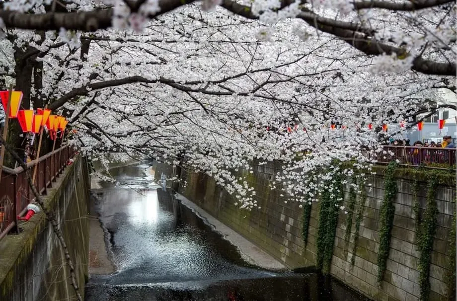 Naglagay ng mga Harang sa Tanawin sa Sikat na Lugar ng Sakura sa Tokyo para Labanan ang Siksikan