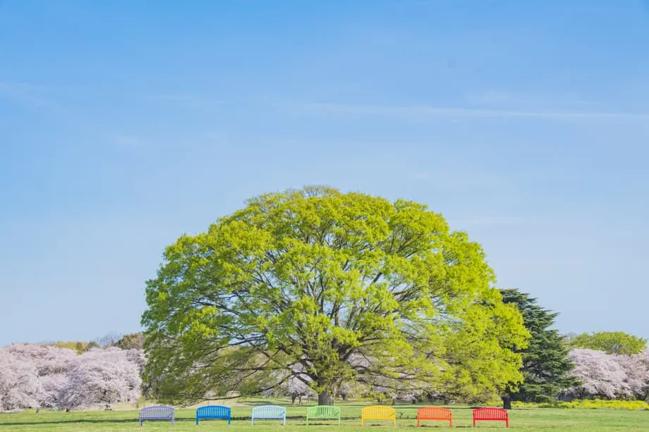 Nakatagong Oasis sa Tagsibol ng Tokyo: Ginagawang Makulay na Paraiso ng Flower Festival 2026 sa Showa Kinen Park ang Dating Paliparan ng Militar