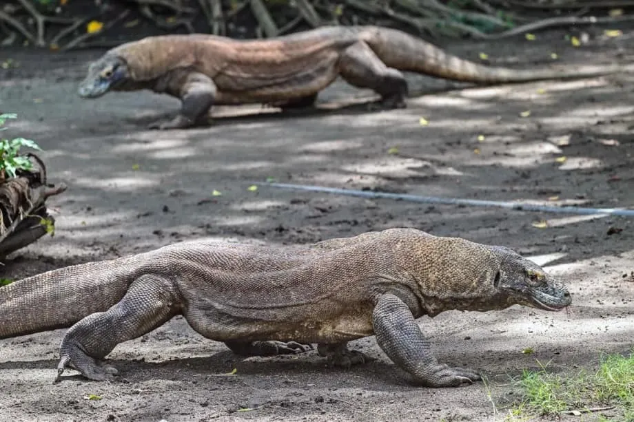 Diplomasya sa mga Komodo: Ipinahihiram ng Indonesia sa Japan ang mga Komodo dragon sa makasaysayang palitan para sa konserbasyon