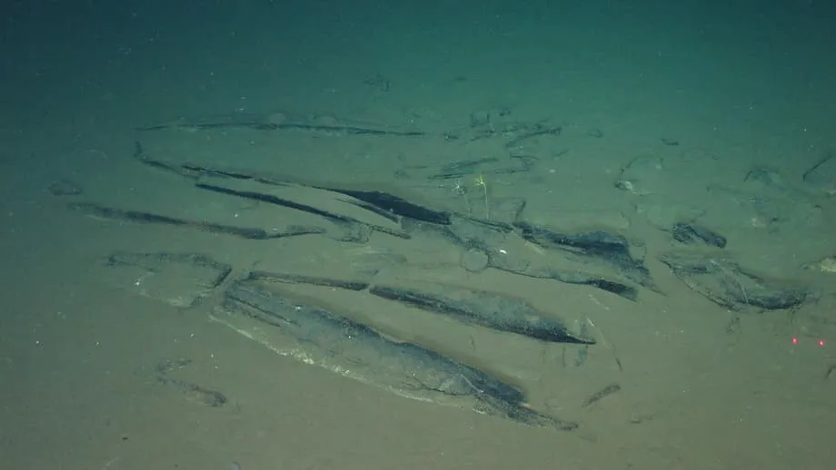 Natuklasan ng mga Siyentipiko ang Pinakamalalim at Pinakamalawak na Libingan ng mga Balyena sa Karagatang Indian, May mga Fossil na 5.3 Milyong Taon na