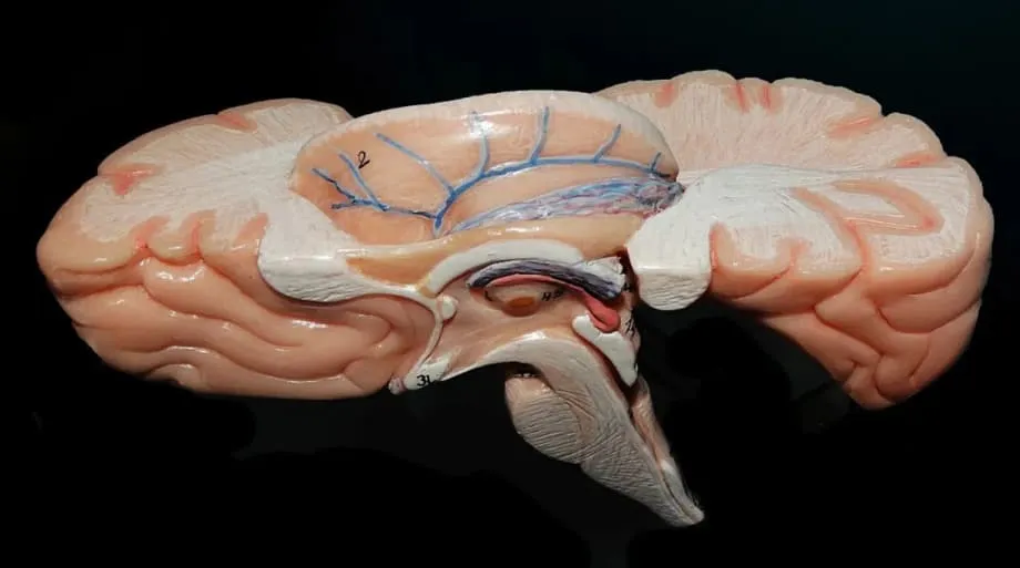 Inilantad ng mga Siyentipiko sa India ang ANCHOR, ang Pinakadetalyadong 3D Atlas ng Brainstem ng Tao sa Buong Mundo