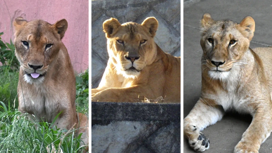 Tatlong Leon, Namatay sa Zoo sa Tokyo sa Gitna ng Rekord na Alon ng Matinding Init
