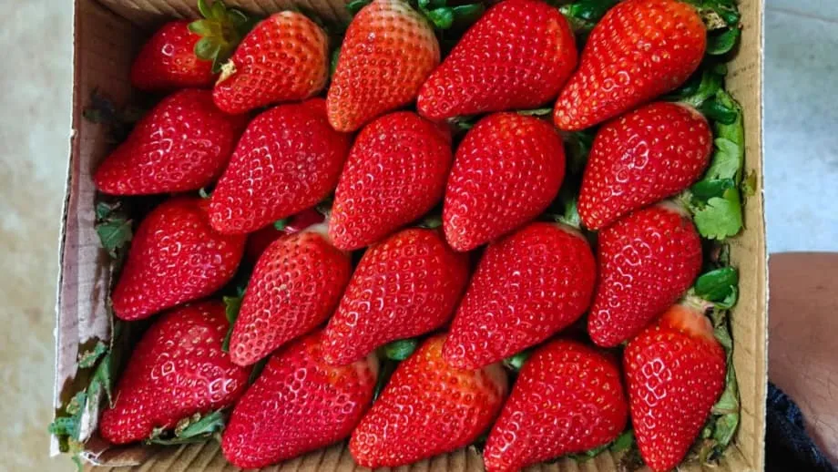 Hinahangad ng India ang Kasarinlan sa Produksiyon ng Strawberry sa Pamamagitan ng Lokal na Pagpaparami at Teknolohiya