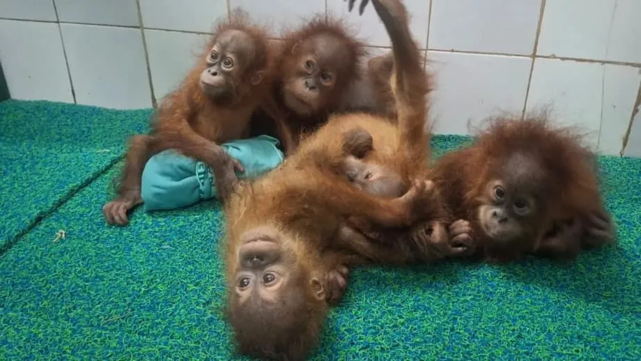 Limang batang orangutang na sanggol natagpuan sa kagubatan ng Odisha; iniimbestigahan ng India ang hinihinalang ruta ng pagpupuslit