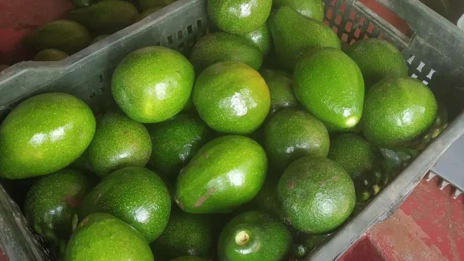 Mula sa Prutas ng Aso tungo sa Patok na Pagkain: Paano Nag-uugat ang Merkado ng Avocado sa India