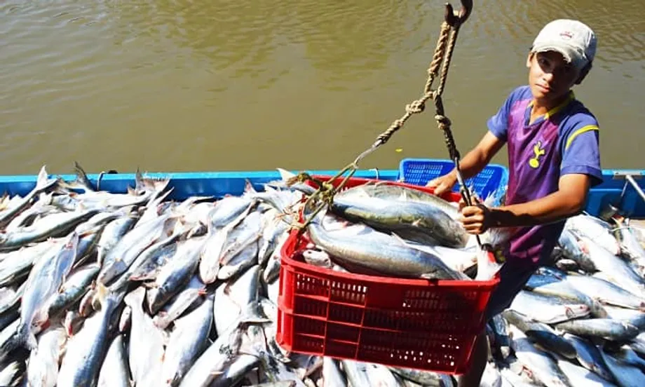 Umakyat ang Vietnam para Maging Ikatlong Pinakamalaking Tagapagtustos ng Seafood sa Singapore