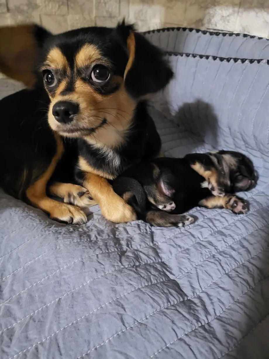 Mula sa mga Lansangan ng Seoul Tungo sa Ikalawang Pagkakataon: Inilantad ng Kuwento ng Isang Chihuahua ang Krisis sa Pagliligtas ng mga Hayop sa South Korea