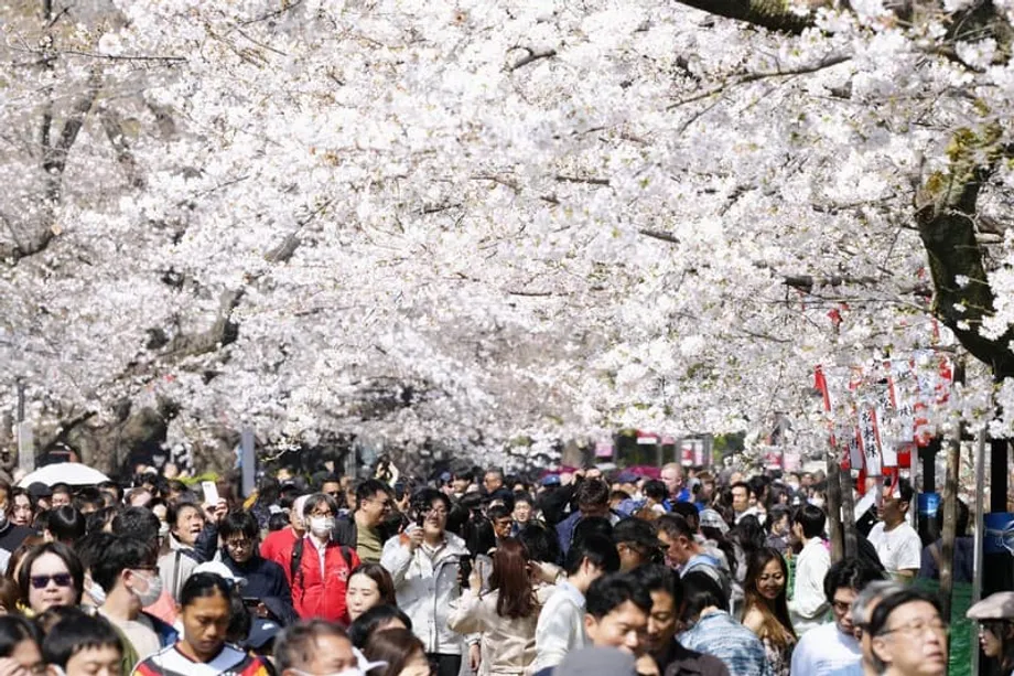 Namukadkad nang Ganap ang mga Cherry Blossom sa Tokyo, Tatlong Araw na Mas Maaga sa Karaniwan sa Maagang Pagdating ng Tagsibol