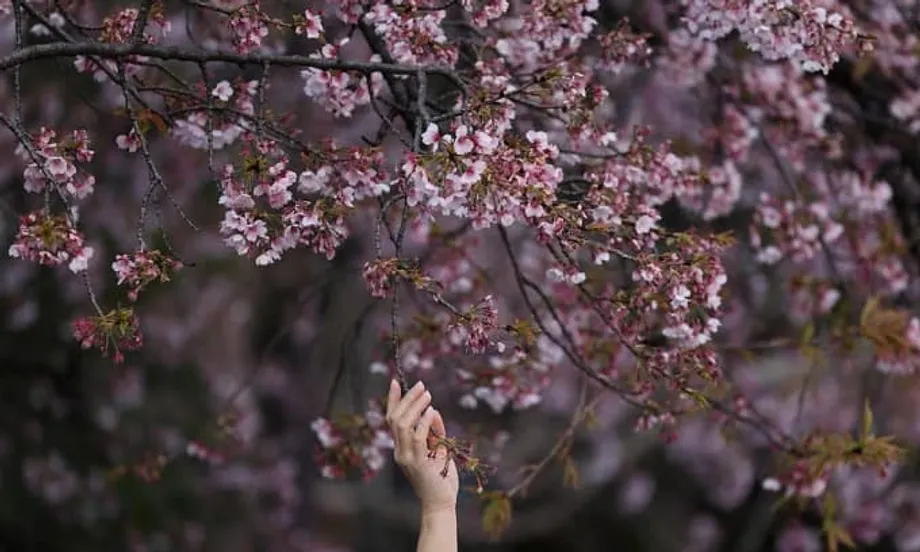Pumapailalim sa Hamon ang Kilalang Panahon ng Hanami sa Japan Dahil sa Pagtaas ng mga Gastos