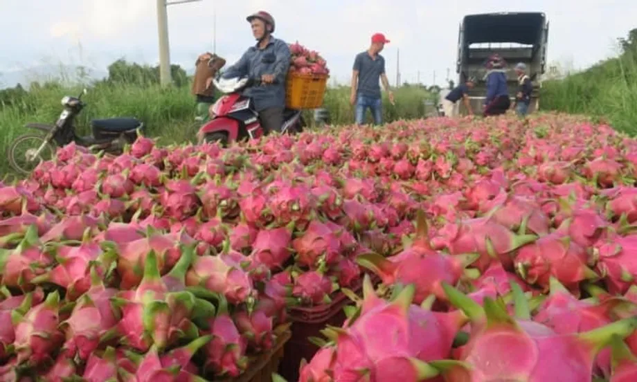 Kapansin-pansing Nakabawi ang Pagluluwas ng Dragon Fruit ng Vietnam, Pinalakas ng Sumiklab na Demand sa Thailand at Gitnang Silangan