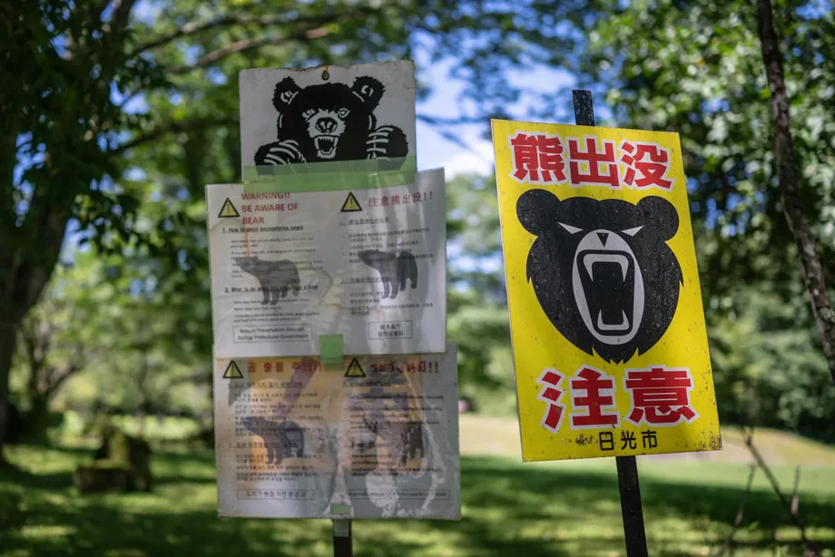 Japan’s Bear Surge Reshapes Daily Life as Encounters Reach Cities
