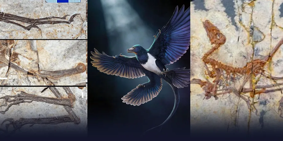 Chinese Feathered Dinosaur Supports Separate Evolutionary Routes to Flight