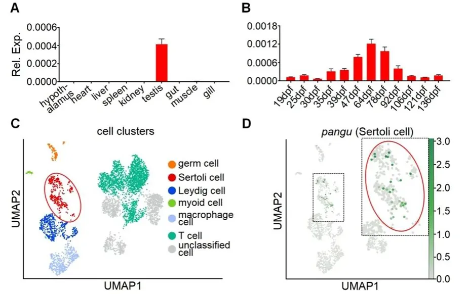 Scientists Identify Pangu as the Gene That Determines Male Development in Common Carp