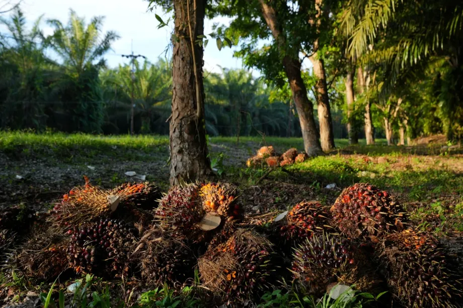 Domestic Demand Accounts for Two Thirds of Indonesia's Palm Oil Deforestation Exposure