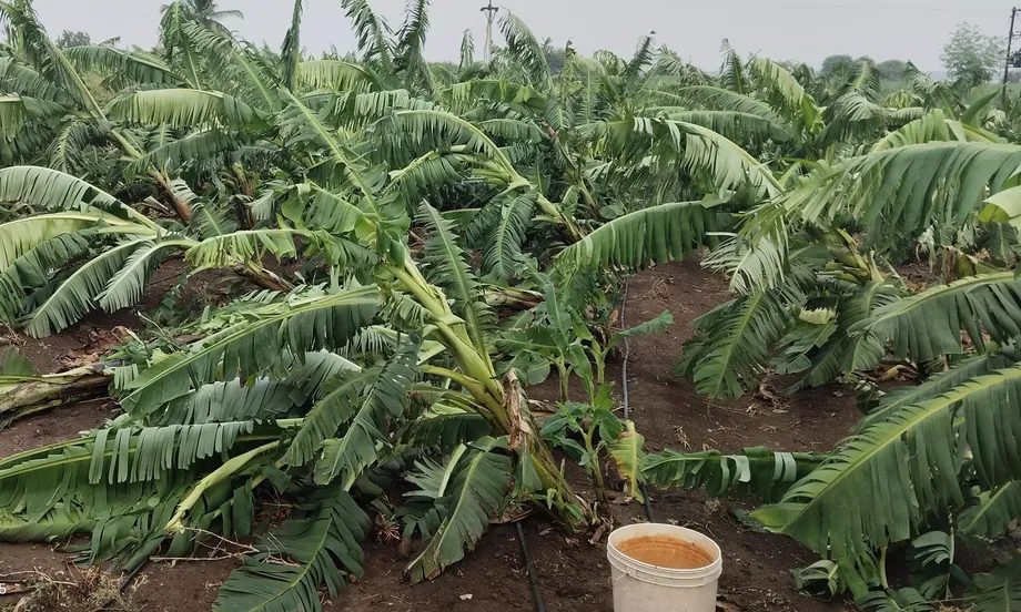 India's Farm Losses Reveal the Distance Between Climate Warnings and Adaptation Funding