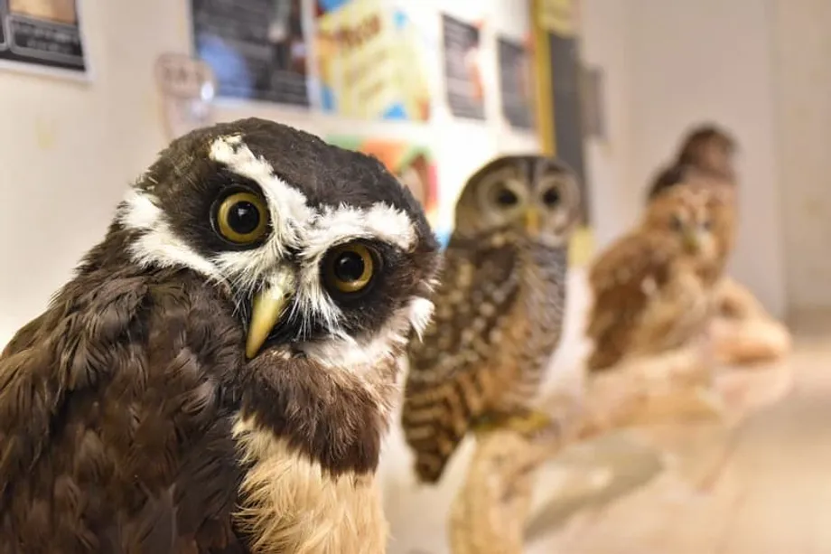 Sinisiyasat ang mga Wildlife Cafe sa Japan: Nakatagong Bakterya, Panganib ng Pinsala, at mga Ugnayan sa Ilegal na Kalakalan