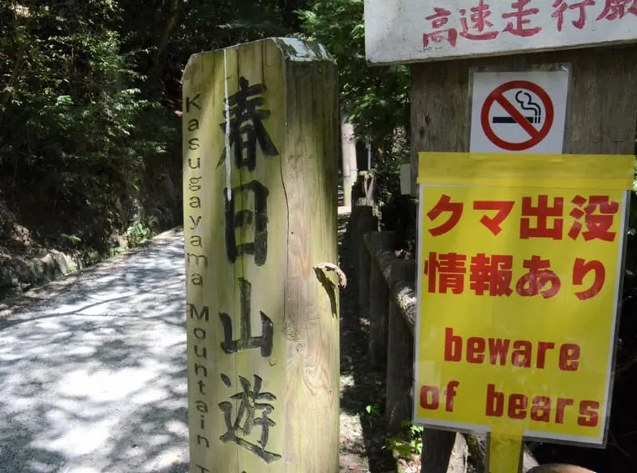 Dumadami ang Pakikipagtagpo sa mga Oso sa Japan sa Kasagsagan ng Panahon ng Pag-akyat sa Bundok sa Taglagas